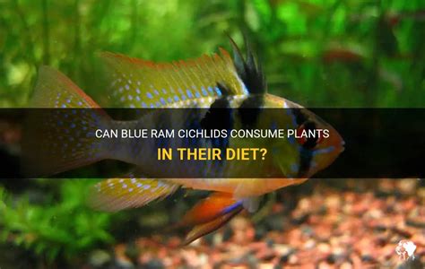 Ram Cichlid: Diet .